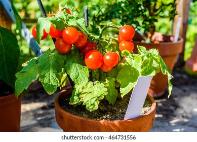 Lovely small cherry tomato plant with ripe and tasty tomatoes on it. White empty marker in pot.