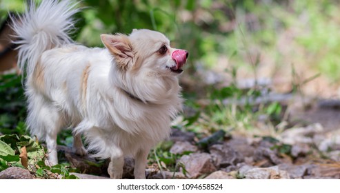 A Lovely Small Dog Being Silly And Having Fun