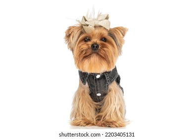 lovely small yorkie dog wearing clothes and standing in studio in front of white background in studio