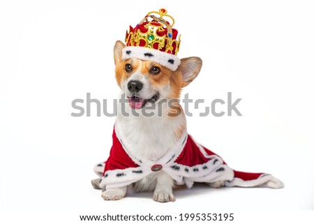 Lovely smiling welsh corgi Pembroke dog in crown decorated with precious stones and in red royal mantle with fur, front view, isolated on white background. Noble breed for kings.