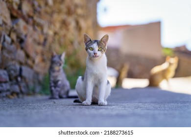 Lovely stray cats lounging on the street and waiting for someone to feed them in an old village. - Powered by Shutterstock