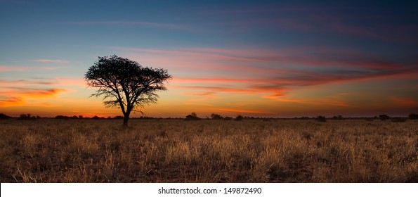 Lovely sunset in Kalahari with dead tree and bright colours