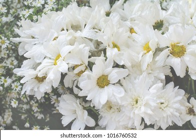 Lovely sweet beautiful white flower in the garden, in soft light blur filter