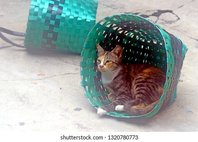 Lovely tabby cat.  - Shutterstock ID 1320780773