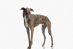 Lovely Thin English Hound Puppy With Long Legs Looking Down And Standing In Front Of White Background