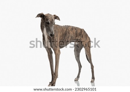 lovely thin english hound puppy with long legs looking down and standing in front of white background