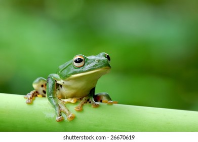 Lovely Tree Frog