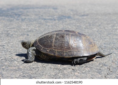 313 Sea Turtle Crossing Images, Stock Photos & Vectors | Shutterstock