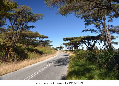 Lovely Umbrella Thorn Trees At Sanyatwe, Nyanga, Zimbabwe