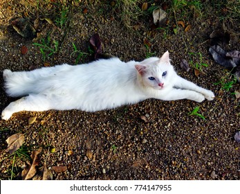 Ragdoll Cat Stock Photos Images Photography Shutterstock