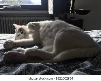 Lovely White Cat Sunbathing In Bed