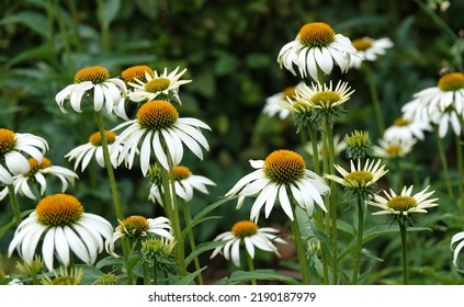 Lovely white coneflower plant with a green background. Other names of this plant : Echinacea purpurea, eastern coneflower, hedgehog coneflower, or echinacea