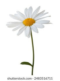 Lovely white Daisy (Marguerite) isolated on white background, including clipping path.