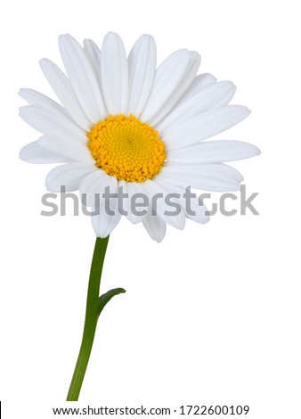 Lovely white Daisy (Marguerite) in side view, isolated on white background including clipping path. 
