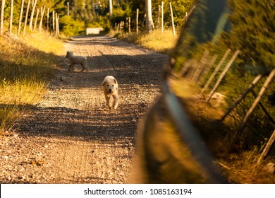 Lovely White Dog Is Running After The Black Car Along The Sunny Road