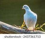 Lovely White Dove perched high on a log