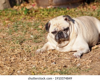 Fat Dog High Res Stock Images Shutterstock