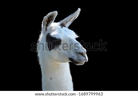 Similar – Image, Stock Photo Marlene likes carrots