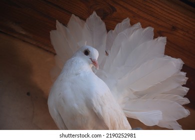 Lovely White Pigeon Close Up