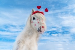 Lovely White Pony With Red Lipstick Kiss Prints On Its Face. Horse On Valentine's Day.