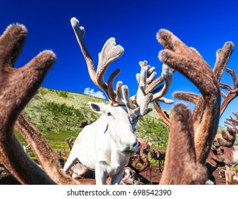 A Lovely White Reindeer At (Reindeer People Tribe)Taiga,Mongolia 