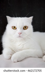 Lovely White Scottish Fold Kitten