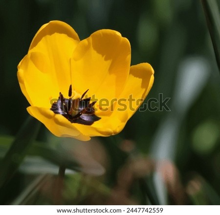 Lovely yellow and black Tulip at Cabell's Mill, Fairfax County, Virginia,