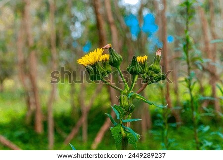 Lovely Yellow Flowering Weed Isolated