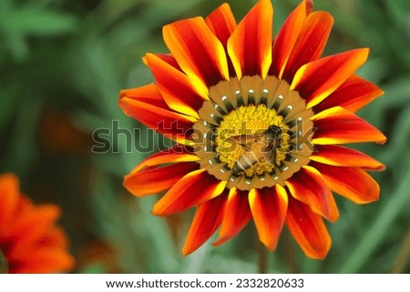 Lovely yellow Gazania flower with honey bee