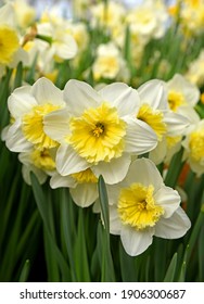 Lovely Yellow And White Slim Whitman Large Cupped Daffodils In Spring