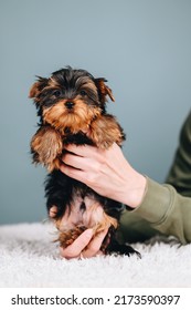 Lovely Yorkshire Terrier In Human Hands On Blue Background. Very Sweet And Friendly Muzzle.