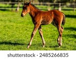 Lovely Young Russet Colt Walking