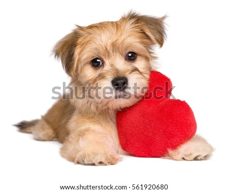 Lover Valentine Havanese puppy dog lying with a red heart, isolated on white background