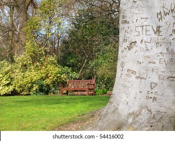 Lovers Initials Carved Into Tree Bark