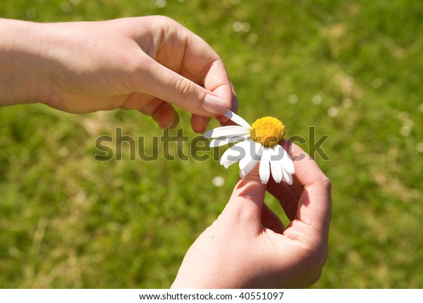 Loves me, loves me not. Plucking off the petals of\
a daisy