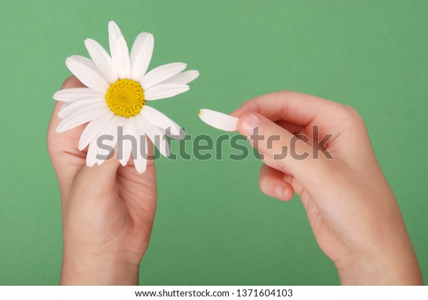 Loves or not loves me, plucking off the petals of a\
camomile. Human hands tear on a petal from a head of daisies on a\
green background, top\
view.
