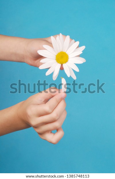 Loves or not loves me, plucking off the petals of a\
camomile. Human hands tear on a petal from a head of daisies on a\
blue background, top\
view.