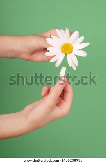 Loves or not loves me, plucking off the petals of a
camomile. Human hands tear on a petal from a head of daisies on a
green background, top
view.