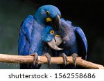 Loving Blue Hyacinth macaws sitting on the branch. Animal love.