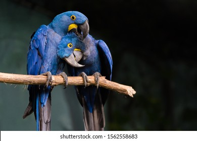 Loving Blue Hyacinth Macaws Sitting On The Branch. Animal Love.