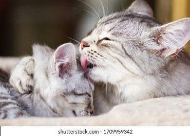 Loving Cat Mom Hugs And Licks Her Puppy, Siberian Breed And Silver Hair Color