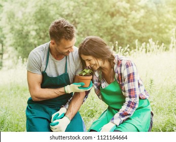 Loving couple have fun in gardening. The man approaches a basil plant to the woman's nose to make her smell - Powered by Shutterstock