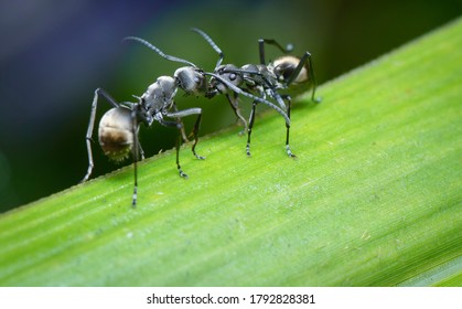 una hormiga en paris