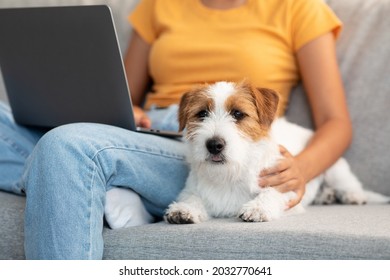 Loving Loyal Red And White Doggy Long Coat Jack Russel Terrier Laying By His Working Owner, Unrecognizable Young Woman Sitting On Couch With Laptop And Petting Her Sweet Puppy, Closeup On Dog