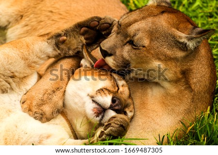 A loving pair of wild pumas, a male and female, standing together in their family group with their cute cubs by their side.