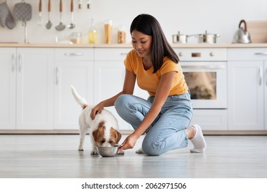 Loving pretty korean lady in casual petting her fluffy dog jack russel terrier while feeding it, cozy kitchen interior, panorama, copy space. Healthy nutritive full of vitamins and minerals dog food
