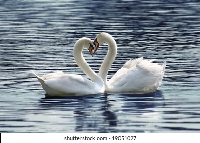 Loving Swans Forming A Heart