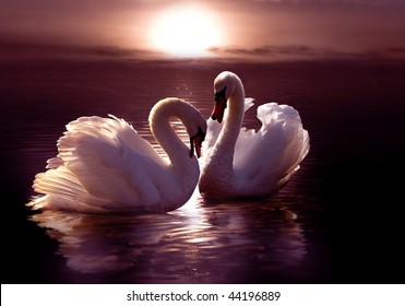  Loving Swans Forming A Heart