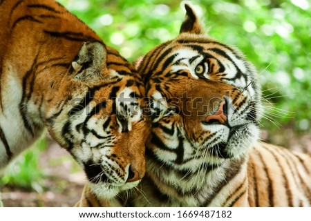 A loving tiger couple shares a tender kiss, expressing deep emotions in the wild nature, symbolizing the bond of family and wildlife.