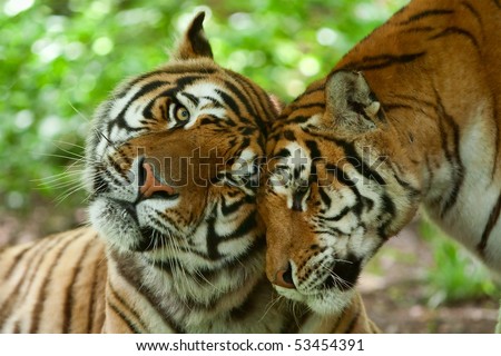 A loving tiger couple shares a tender kiss, expressing deep emotions in the wild nature, symbolizing the bond of family and wildlife.